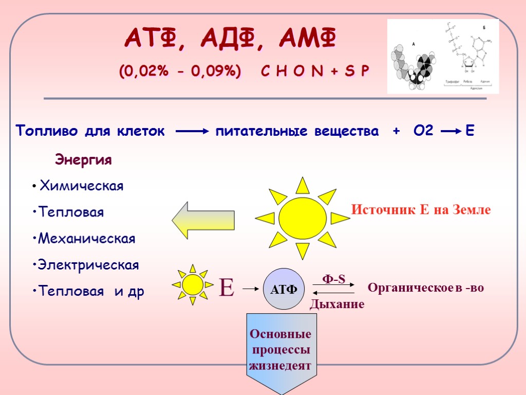 АТФ, АДФ, АМФ (0,02% - 0,09%) С Н О N + S P Топливо